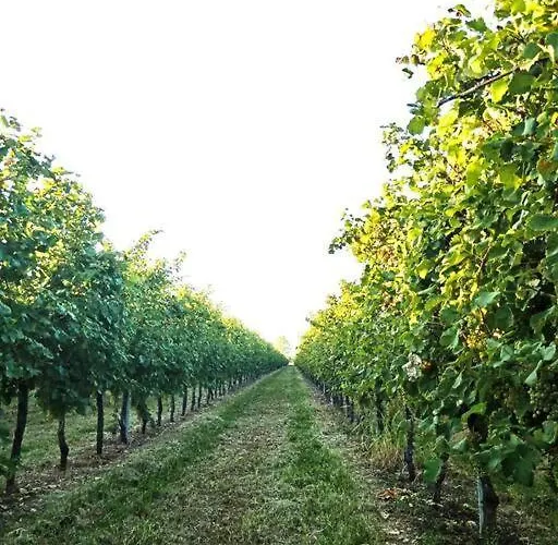 شقة Relax Nelle Colline Del Prosecco Pederobba